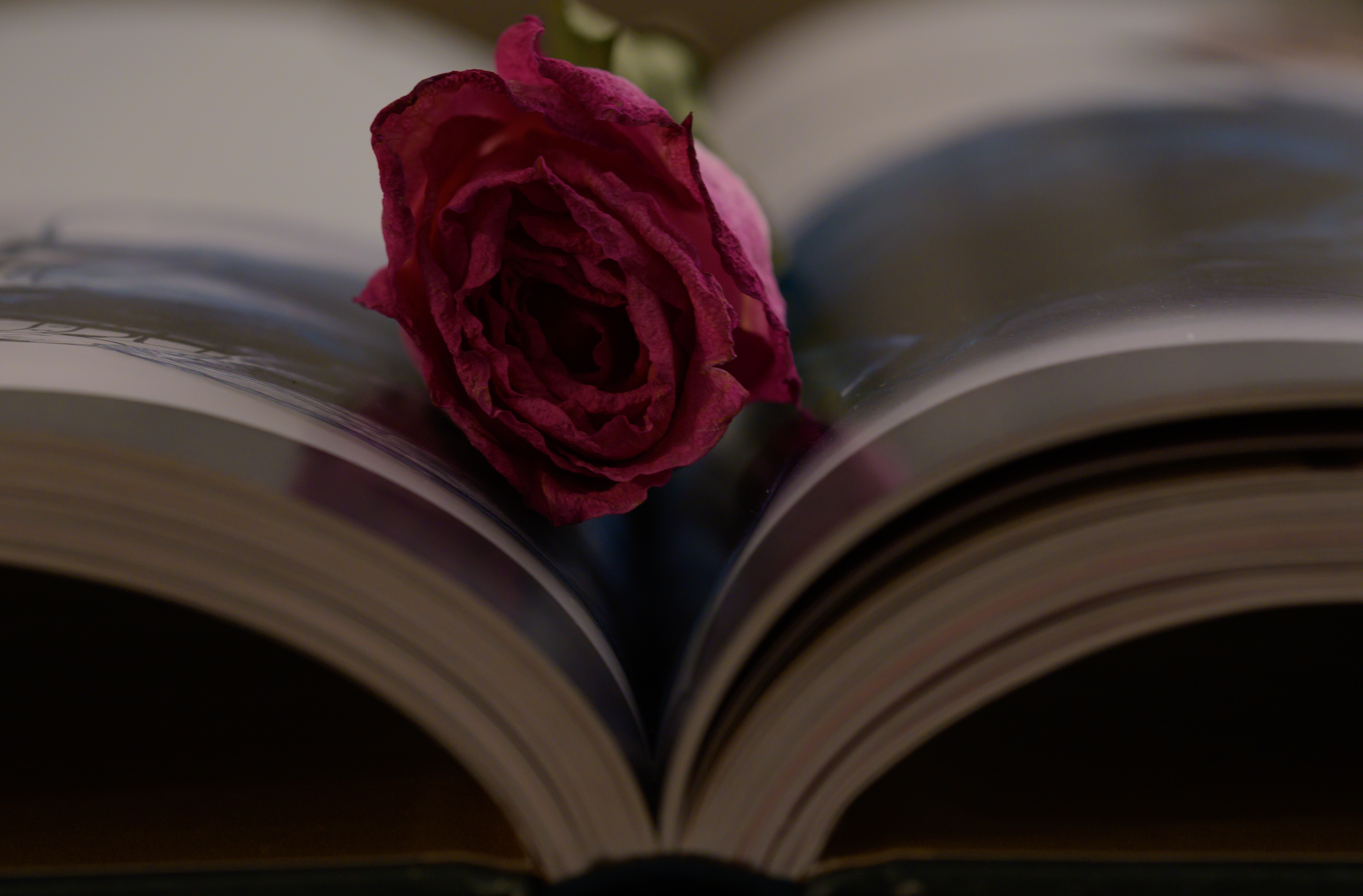 Manifestations and Meditation 1.1.20