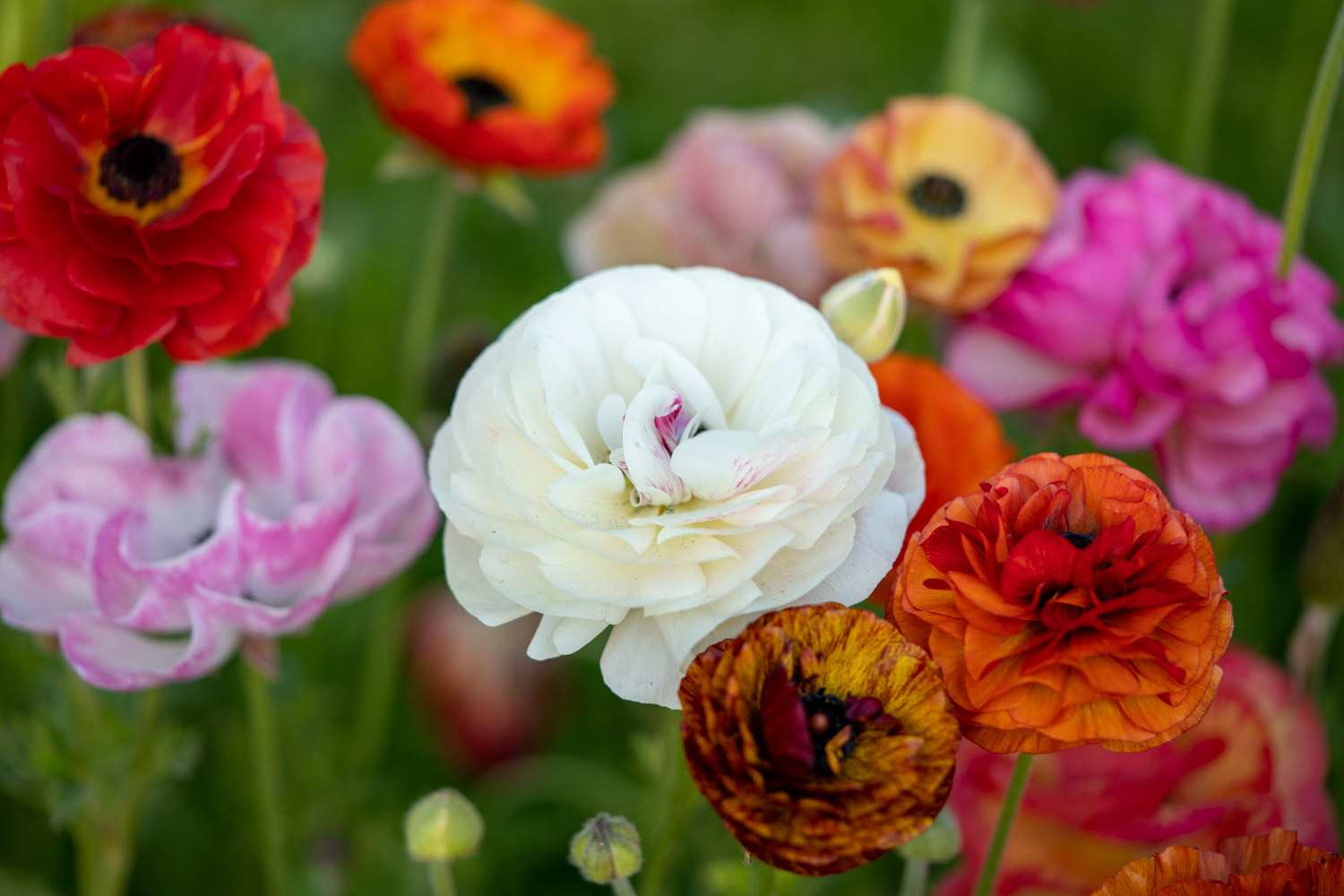 Goal Getter Virtual Journaling Workshop 1.1.23