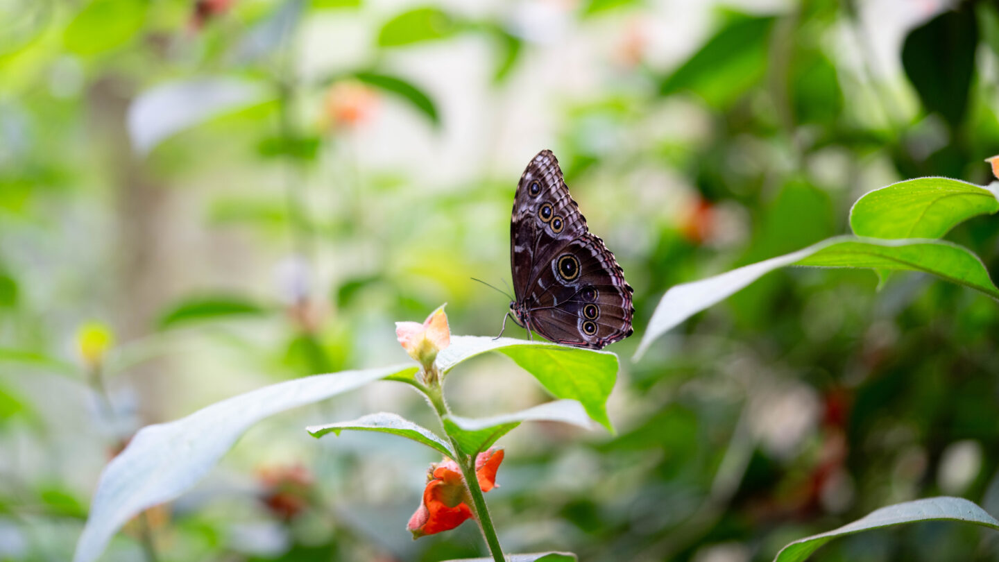 Purple moth on a leaf