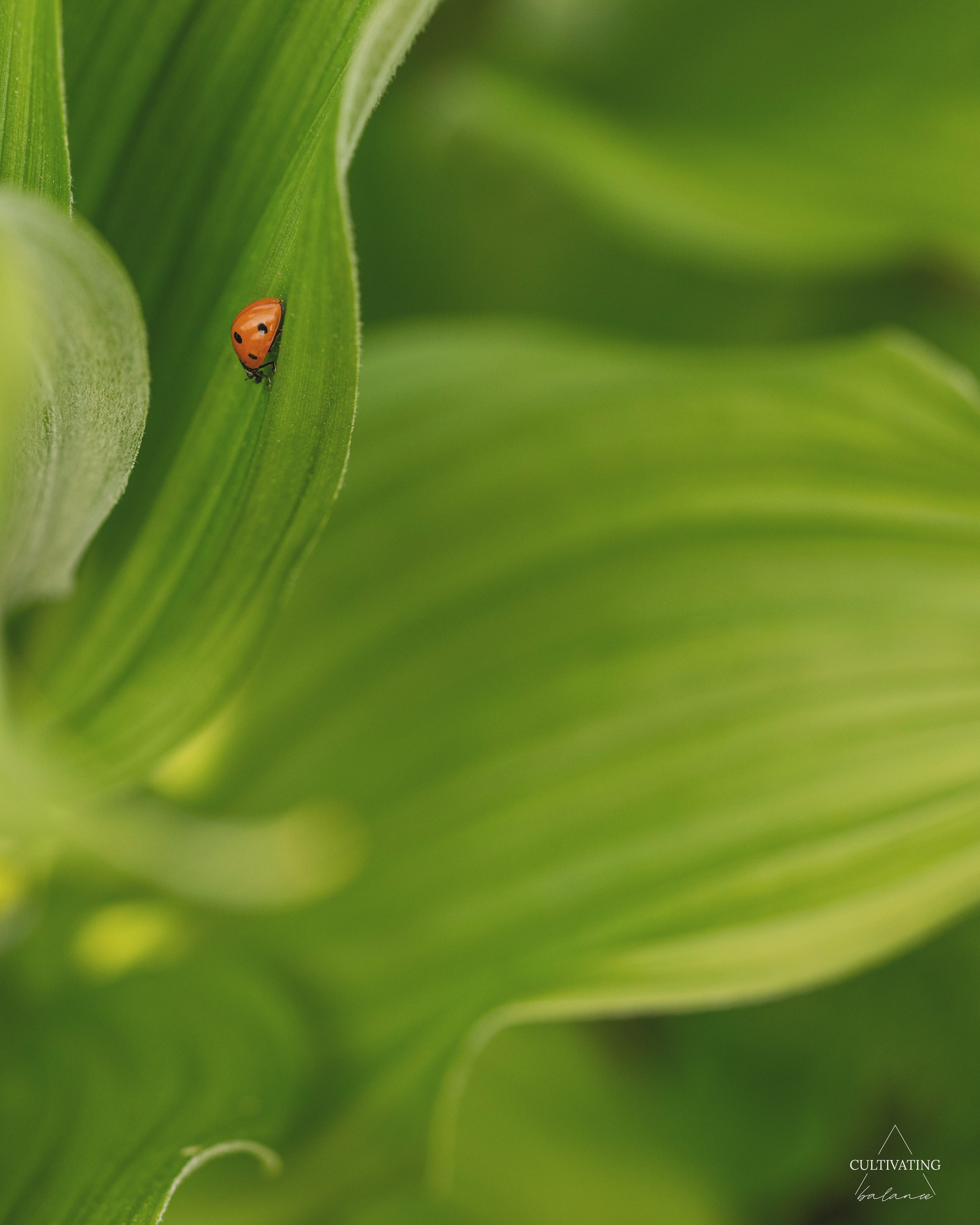 Closeup of a lady bug on a leaf